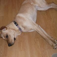 Blanding af racer Liva (Den lille)<3<3