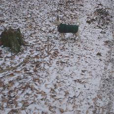 Jack russell terrier Lotus Elise