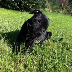 Staffordshire bull terrier Shorty