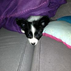 Papillon Majer-Laurits