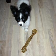 Papillon Majer-Laurits