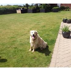 Blanding af racer Golden Retriver/Cocker Spaniel Manfred(Manse)