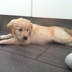 Blanding af racer Golden Retriver/Cocker Spaniel Manfred(Manse)