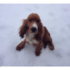 Blanding af racer Golden Retriver/Cocker Spaniel Manfred(Manse)