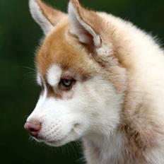 Siberian husky Avanti