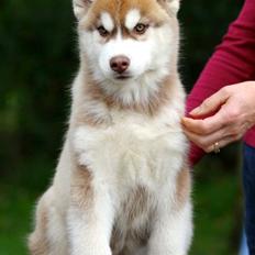 Siberian husky Avanti