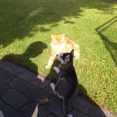 Siberian husky Neela