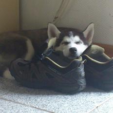 Siberian husky Neela