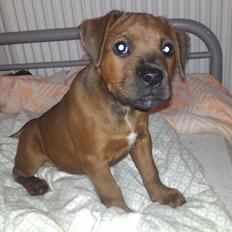 Blanding af racer Tøsen