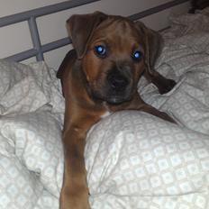 Blanding af racer Tøsen