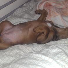 Blanding af racer Tøsen