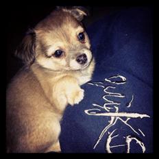 Chihuahua Holmbechs Alois