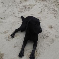 Blanding af racer ZorbaRIP