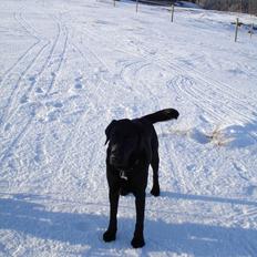 Blanding af racer ZorbaRIP