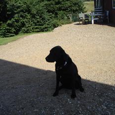 Blanding af racer ZorbaRIP