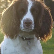 Engelsk springer spaniel Troja
