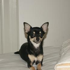 Chihuahua Daisy
