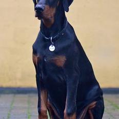 Dobermann Proud Danish Eye Of Casanova