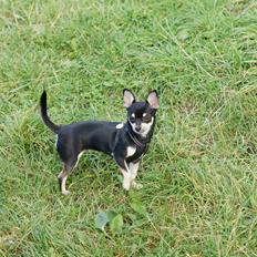 Chihuahua Daisy