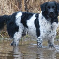 Stabijhoun Leffe (Bolt)