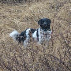 Stabijhoun Leffe (Bolt)
