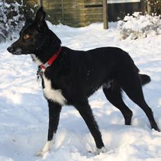 Border collie Hubert