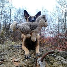 Malinois Jenos Mulle