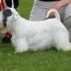 Sealyham terrier Sojus Ladybird