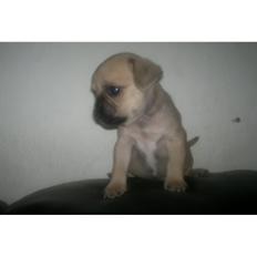 Blanding af racer Tessa