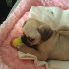 Blanding af racer Tessa