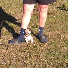 Blanding af racer Tessa