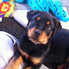 Rottweiler sally
