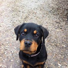Rottweiler sally
