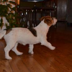 Jack russell terrier dixie