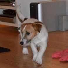 Jack russell terrier dixie