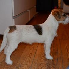 Jack russell terrier dixie