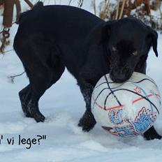 Labrador retriever Maggie