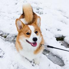 Welsh corgi pembroke Marco