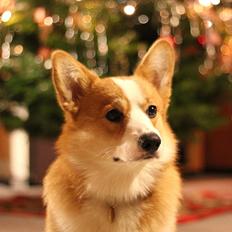 Welsh corgi pembroke Marco