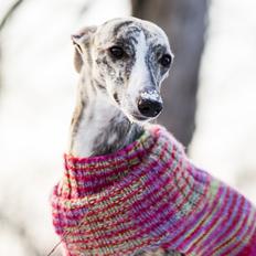 Whippet Benjamin