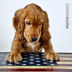 Cocker spaniel Kaylee