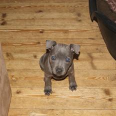 Staffordshire bull terrier Beatrice Blue Star