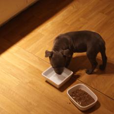 Staffordshire bull terrier Beatrice Blue Star