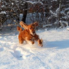 Cocker spaniel Dumle R.I.P