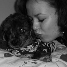 Lhasa apso Maud -Himmelhund