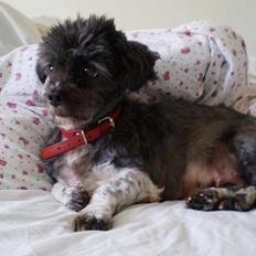 Lhasa apso Maud -Himmelhund