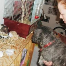 Lhasa apso Maud -Himmelhund