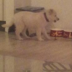 Blanding af racer lajcka