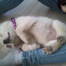 Blanding af racer lajcka