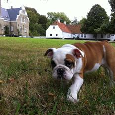 Engelsk bulldog Arthur